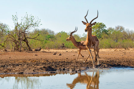Impala male coming for a drink at a waterhole in Mashatu Game Reserve in the Tuli Block in Botswana