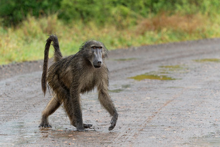 Baboon searching for food in the rain in the green season in the Kruger National Park in South Africaの写真素材