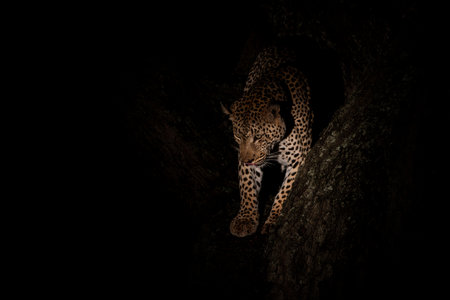 Leopard in the night. Male leopard (Panthera pardus) protecting his prey in a tree after dark in Sabi Sands Game Reserve in the Greater Kruger Region in South Africaの写真素材