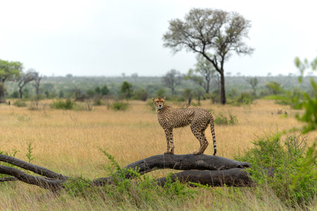 Cheetah (Acinonyx jubatus) looking around for prey in the rain in Kruger National Park in South Africaの写真素材