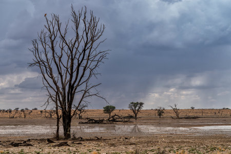 Thunderstorm in the Kalahari. Big clouds from a heavy shower above the beautiful landscape of the Kgalagadi Transfrontier Park in the northern park of the park at the Nossob riverの写真素材