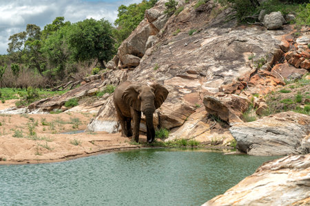 Elephants on the rocks. These elephant bulls are in a very rocky place in the Kruger National Park and are climbing on the rocks of a hill after a drink.の写真素材