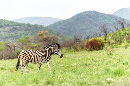 Zebra walking on the plains of the Pilanesberg National Park in South Africaの写真素材