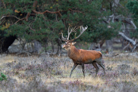 Red deer (Cervus elaphus) stag showing dominant behavior in the rutting season on a heath field in the forest of National Park Hoge Veluwe in the Netherlandsの写真素材