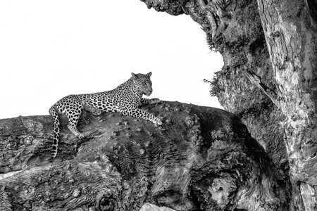 Leopard hanging around in Mashatu Game Reserve in the Tuli Block in Botswanaの写真素材