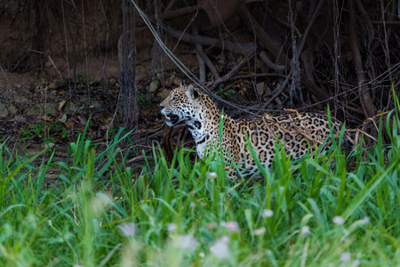 Jaguar (Panthera onca) hunting along the riverbank in the Northern Pantanal in Mata Grosso in Brazilの写真素材