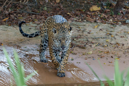 Jaguar (Panthera onca) hunting along the riverbank in the Northern Pantanal in Mata Grosso in Brazilの写真素材