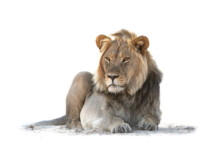 High key lion. Lion resting in the sand in the Kgalagadi Transfrontier Park in South Africaの写真素材