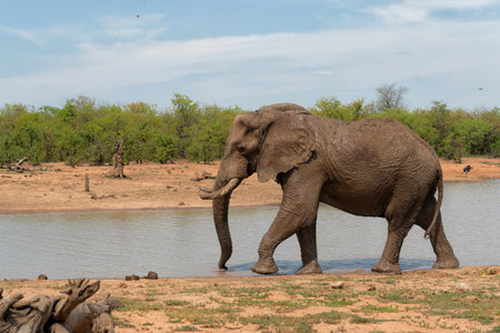 Elephant bull walking and searching for food and water in the Kruger National Park in South Africaの写真素材