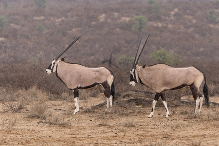 Oryx, African oryx, or gemsbok (Oryx gazella) searching for water and food in the dry red dunes of the Kgalagadi Transfrontier Park in South Africaの写真素材