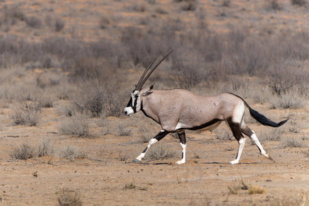 Oryx, African oryx, or gemsbok (Oryx gazella) searching for water and food in the dry red dunes of the Kgalagadi Transfrontier Park in South Africaの写真素材