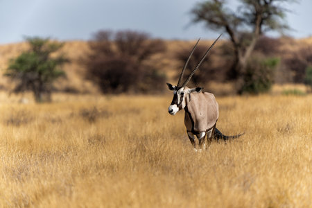 Oryx, African oryx, or gemsbok (Oryx gazella) searching for water and food in the dry red dunes of the Kgalagadi Transfrontier Park in South Africaの写真素材