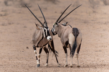 Oryx, African oryx, or gemsbok (Oryx gazella) searching for water and food in the dry red dunes of the Kgalagadi Transfrontier Park in South Africaの写真素材