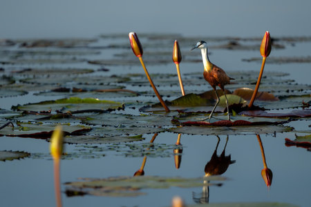 African Jacana (Actophilornis africanus) wading between a field of Water Lilies in a cove in the Chobe river between Namibia and Botswanaの写真素材