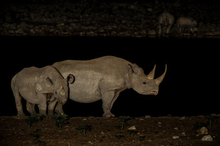 Black rhinoceros, black rhino or hook-lipped rhinoceros (Diceros bicornis) in the night. Black rhino visiting the Okaukuejo waterhole in the night in Etosha National Park in Namibiの写真素材