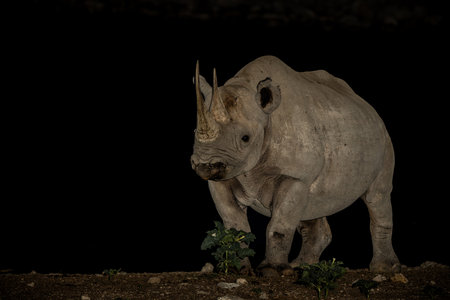 Black rhinoceros, black rhino or hook-lipped rhinoceros (Diceros bicornis) in the night. Black rhino visiting the Okaukuejo waterhole in the night in Etosha National Park in Namibiの写真素材
