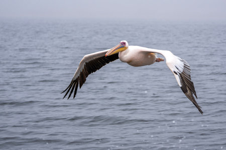Great White Pelican (Pelecanus onocrotalus) flying in the morning near Pelican Point in the Lagoon of Walvis Bayの写真素材