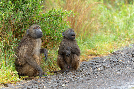 Baboon searching for food in the rain in the green season in the Kruger National Park in South Africaの写真素材