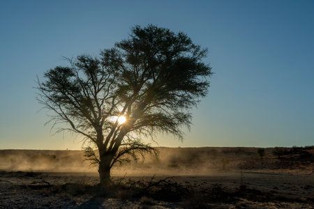 Sunset in a landscape in the Kgalagadi Transfrontier Park in South Africaの写真素材
