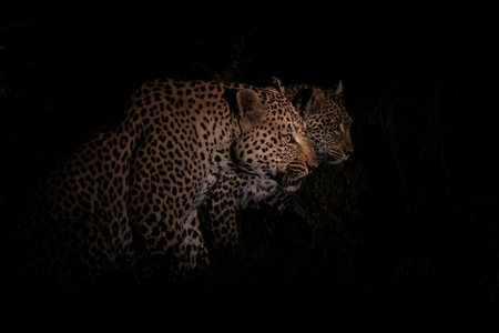 Leopard mating couple at night in Sabi Sands Game Reserve in the greater Kruger Region in South Africaの写真素材