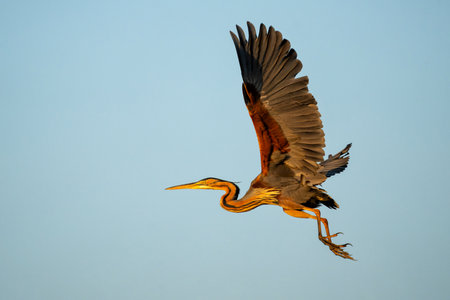 Purple heron (Ardea purpurea) flying away with Water Lily in the background in the early morning in the Chobe River between Botswana and Namibiaの写真素材