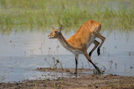 Lechwe, red lechwe, or southern lechwe (Kobus leche) jumping through the water of the Okanvanga floodplains in Mahango National Park in the Carvitrip of Namibiaの写真素材