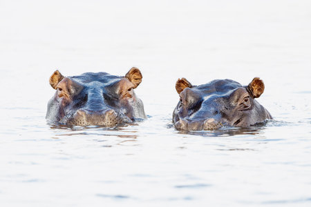 High Key of two hippopotamus in the Chobe River between Botswana and Namibiaの写真素材