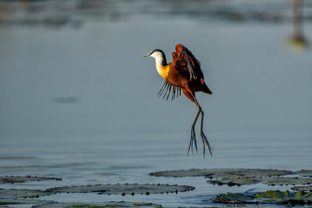 African Jacana (Actophilornis africanus) flying in a field of Water Lilies in a cove in the Chobe river between Namibia and Botswanaの写真素材
