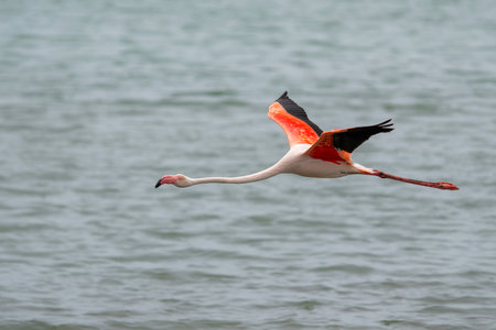 greater flamingo, Phoenicopterus roseus, flying in the Lagoon in Walvis Bay in Namibiaの写真素材