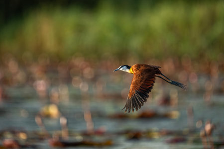 African Jacana (Actophilornis africanus) flying in a field of Water Lilies in a cove in the Chobe...