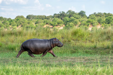 Hippo on the run on land in Chobe National Park in Botswanaの写真素材