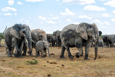 Elephant herd visiting a waterhole in Etosha National Park in Namibiaの写真素材