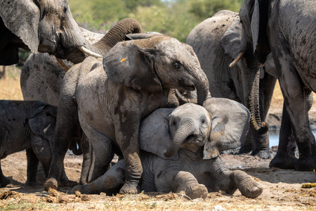 Baby Elephant playing and fighting at a waterhole in Etosha National Park in Namibiaの写真素材