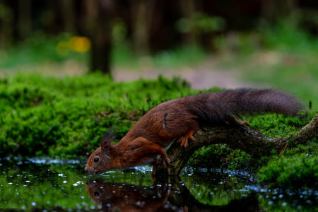 Eurasian red squirrel (Sciurus vulgaris) searching for food in the forest in the Netherlands.の写真素材