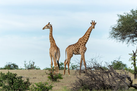 Giraffe . South African giraffe or Cape giraffe (Giraffa giraffa or camelopardalis giraffa) hanging around on a riverbank in a Game Reserve in the Tuli Block in Botswanaの写真素材