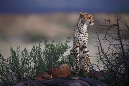 cheetah sitting on a rock in the late afternoon in a Game Reserve in the Karoo in South Africa