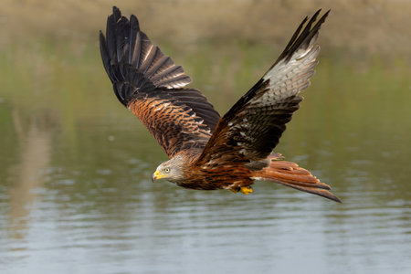 Red Kite (Milvus milvus) flying in Gelderland in the Netherlandsの写真素材