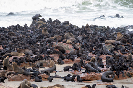 Seals on the beach. The Cape Cross Seal Reserve, the world's largest breeding colony of Cape fur...