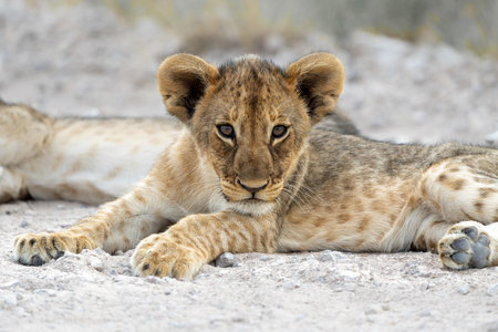 This lion cub was resting in the open with his mother iclose to him in Etosha National Park in Namibia.の写真素材