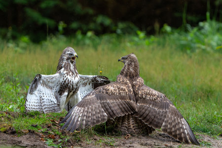 Common Buzzard (Buteo buteo) attacks another common buzzard in the forest of Noord Brabant in the Netherlands. Green forest backgroundの写真素材