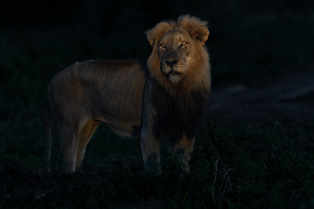 Dominant male lion hunting in the spotlight in the night in Sabi Sands Game Reserve in the Greater Kruger Region in South Africaの写真素材