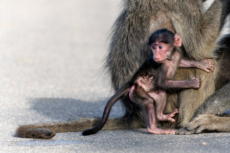 Baby Baboon finding protection at his mother in the Kruger National Park in South Africaの写真素材