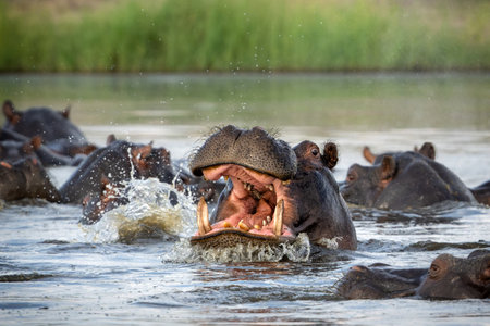 Hippopotamus shows dominant behavior. A close encounter from a boat in the Chobe River on the border between Botswana and Namibia.の写真素材