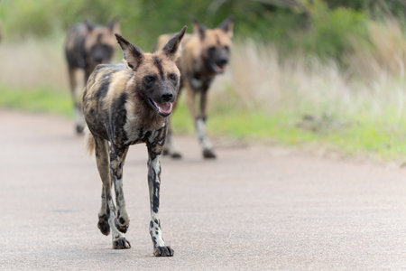 African Wild Dog playing, running and searching for food, in the Kruger National Park in South Africaの写真素材