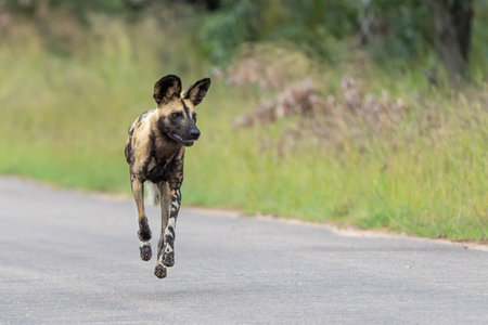 African Wild Dog playing, running and searching for food, in the Kruger National Park in South Africaの写真素材