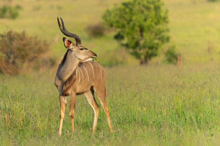 Greater Kudu male in searching for food in the Kruger National Park in South Africaの写真素材