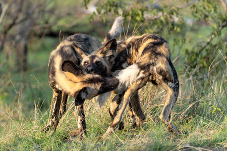 African Wild Dog playing, running and searching for food, in the Kruger National Park in South Africaの写真素材