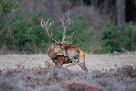 Red deer stag (Cervus elaphus,) hanging around and showing dominant behavior on a field with heather in the forest in the rutting season in Hoge Veluwe National Park in the Netherの写真素材