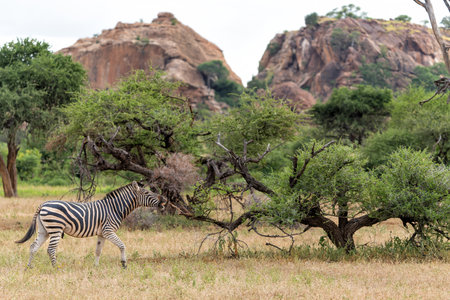 Zebra. Plains zebra (Equus quagga, formerly Equus burchellii), also known as the common zebra walking around in Mashatu Game Reserve in the Tuli Block in Botswana.の写真素材