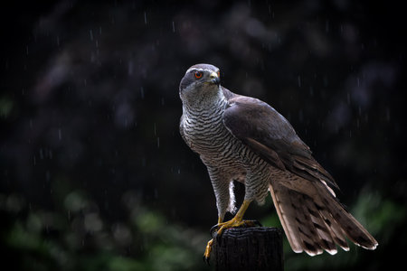 Northern Goshawk (accipiter gentilis) sitting on a pole in the forest in the Netherlands. Dark Background.の写真素材